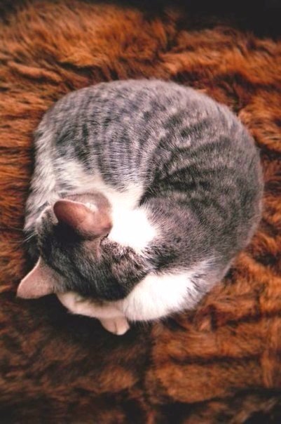 Коты из сети