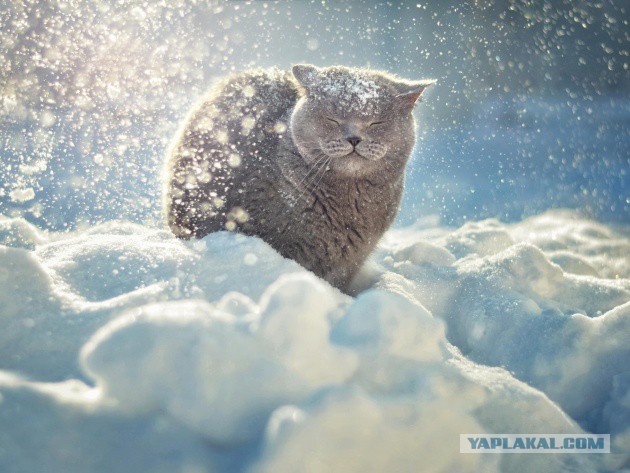 Коты из сети
