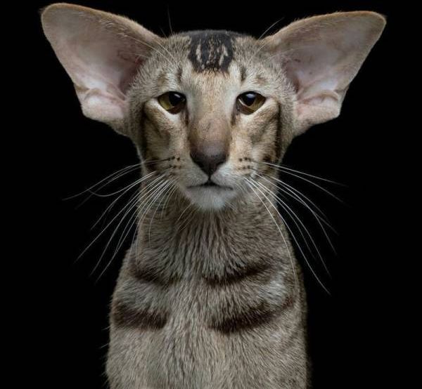Коты из сети
