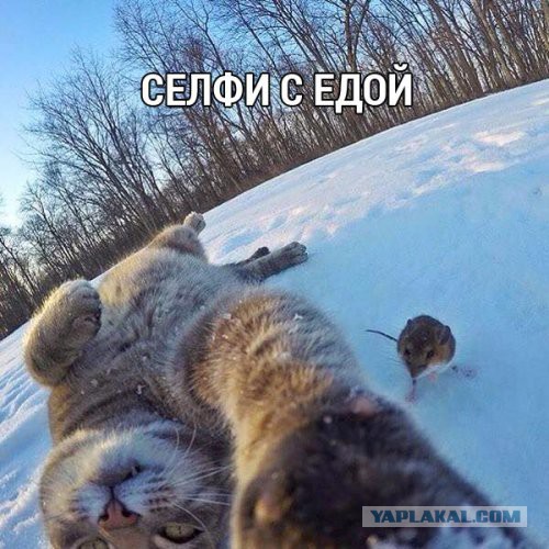 Коты из сети