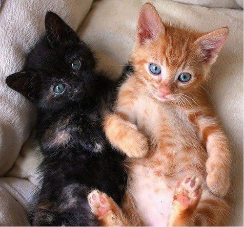 Коты из сети