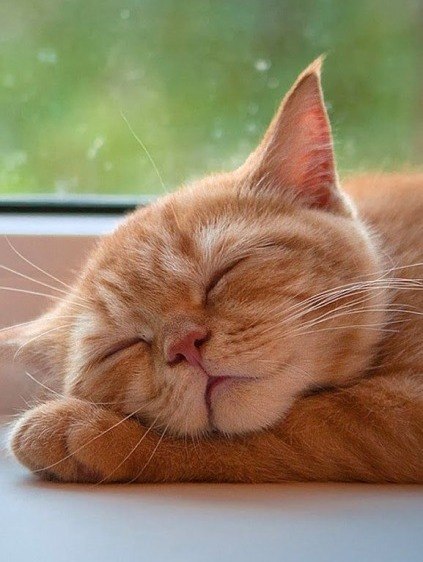 Коты из сети