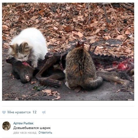 Смешные комментарии и СМС из соцсетей