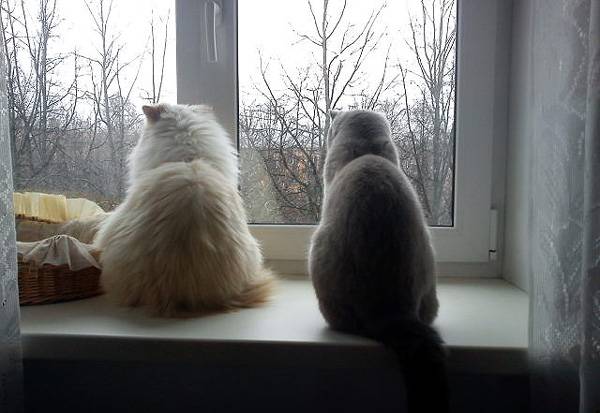 Коты и Кошки