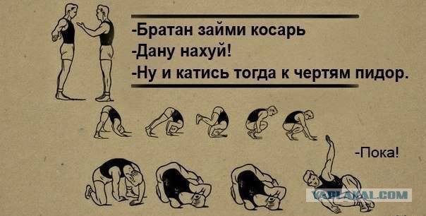Коты не поделили коробку