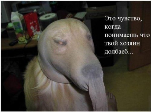 Журнал деградант