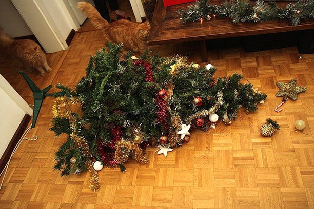 Коты и Кошки