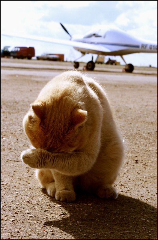 Котомет на вторник 08.04.08