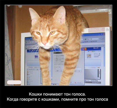 Интересные факты о кошках в картинках, 90 штук
