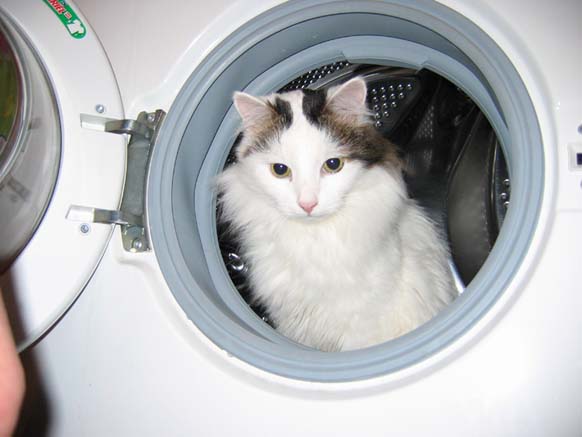Котейкин вторник! Космический 12.04!