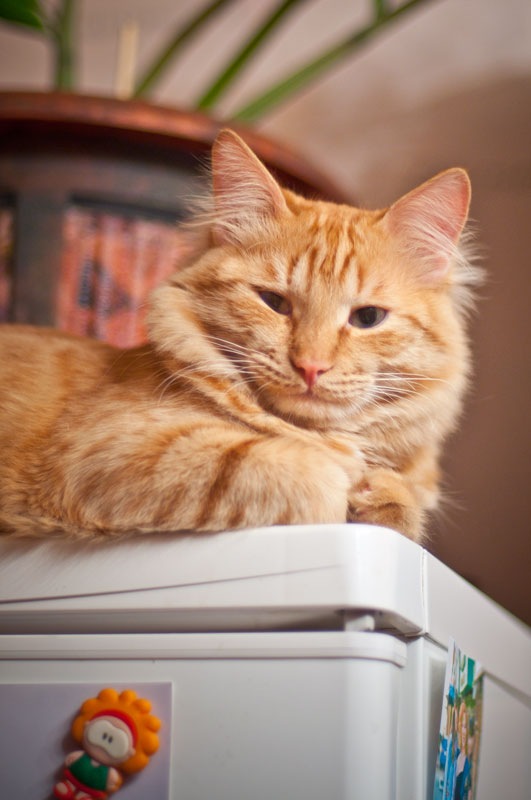 Котовторник