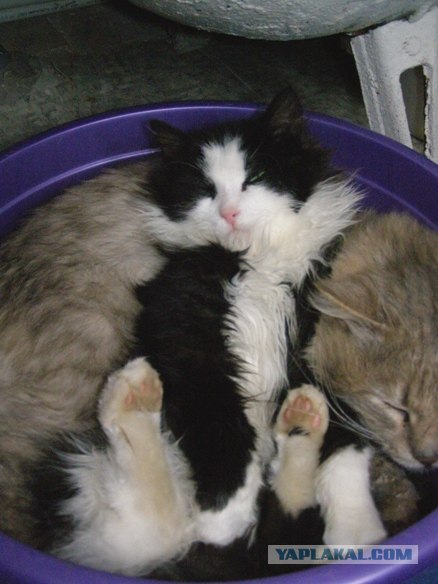 Сонный Котовторник