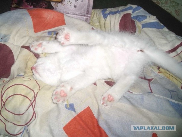 Котовторник!