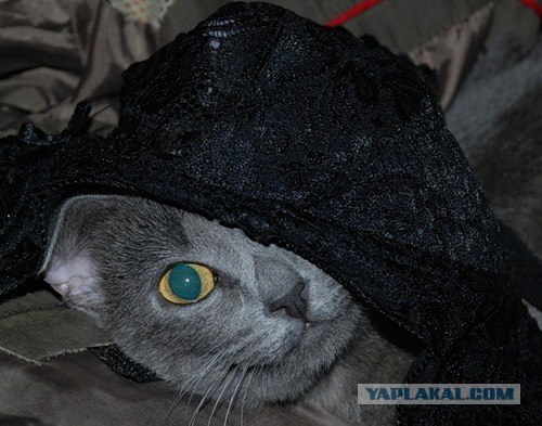 Котовторник 06.12.2011