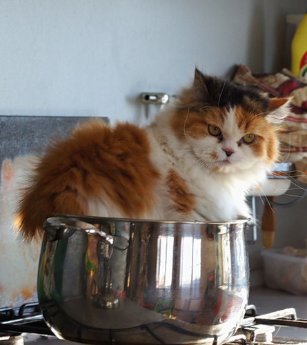 Котовторник 20.12.2011
