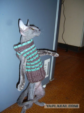 Котовторник 24.04.2012
