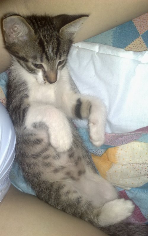 Котовторник 29.05.2012