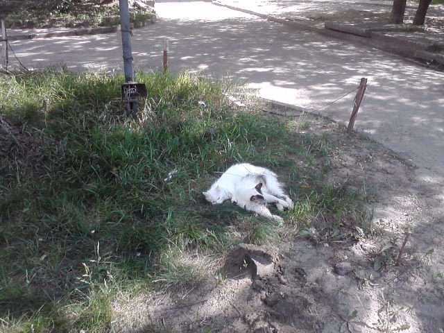 Котовторник   5.06.2012