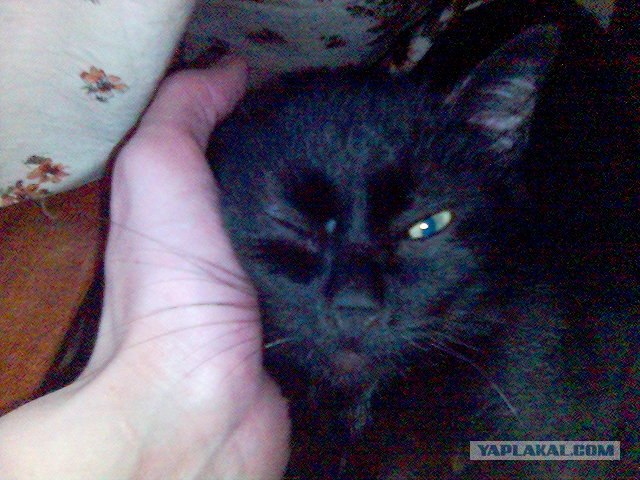 Котовторник  19.06.2012