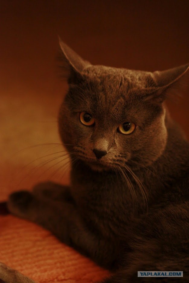 Котовторник  4.09.12