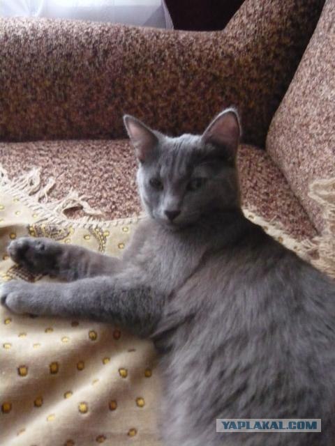 Котовторник ( 23.10. 2012. )