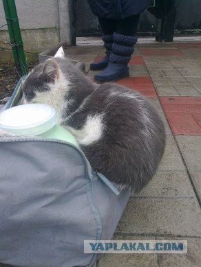 Самые смешные снимки животных за 2012 год