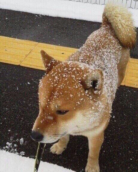 Живность из сети