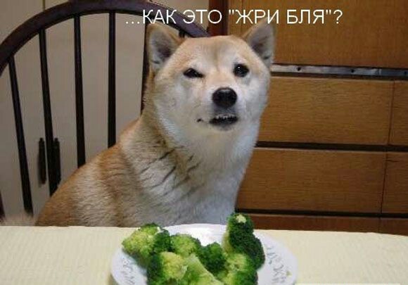 Древние мемы с ВК. Для тех кто забыл #3