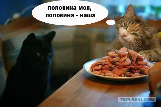 Фотожаба "Кот-коммерсант"