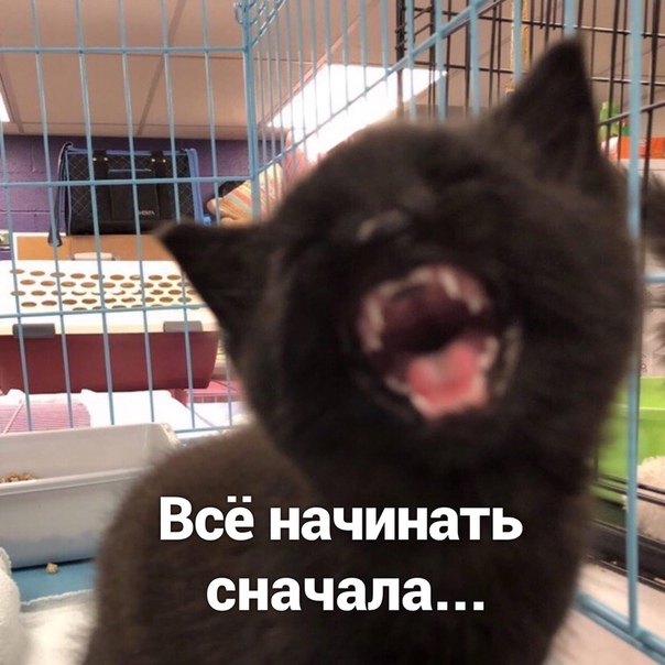 О каком полковнике поётся в главном хите "БИ-2"