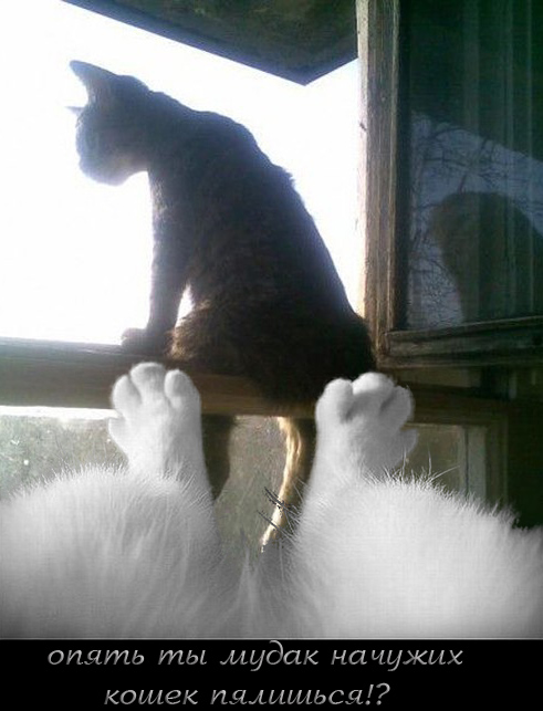 Фотожаба: Ноги котэ