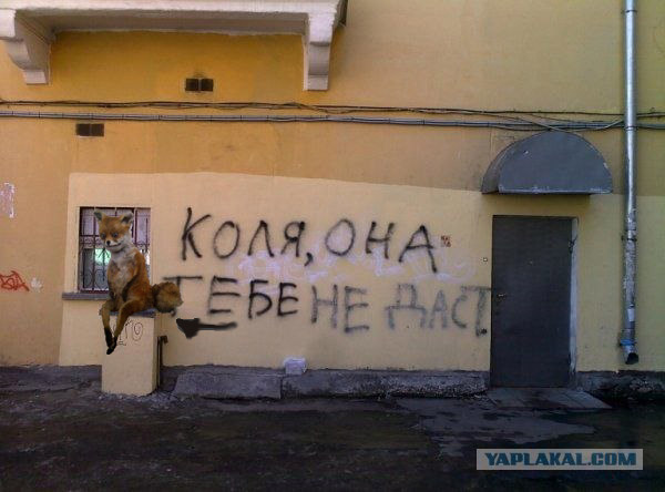 Фотожаба: Коля, она тебе не даст!