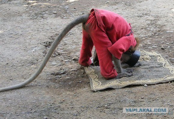 Сирийские повстанцы получили помощь от НАТО