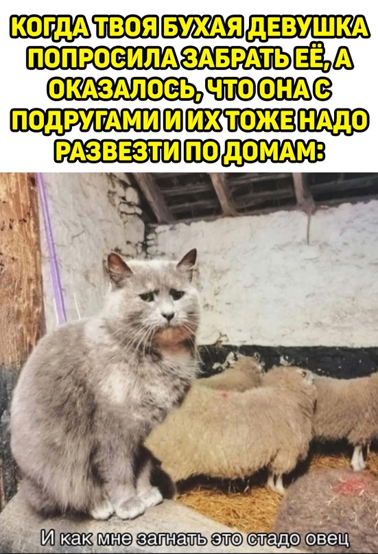 Весёлый полтишок 18.08.22