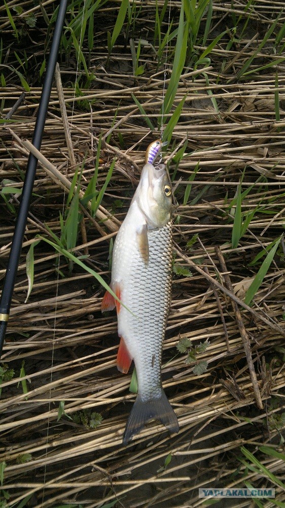 Ловля голавля на майского жука.