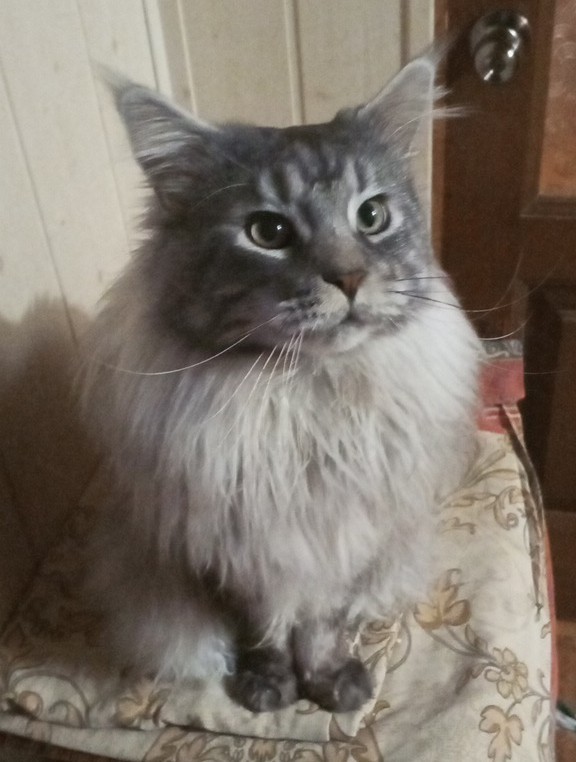Мэйн-кун!  Котовторнику посвещается!