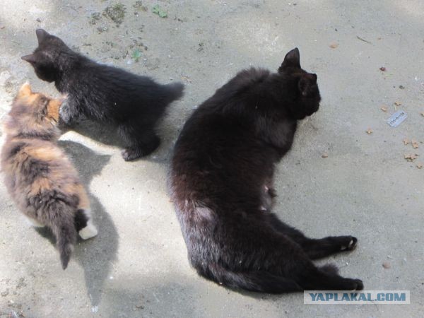 Котовторник 04.06.2013
