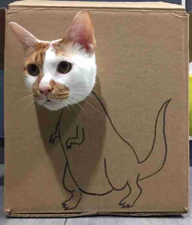 Котовторник в картинках