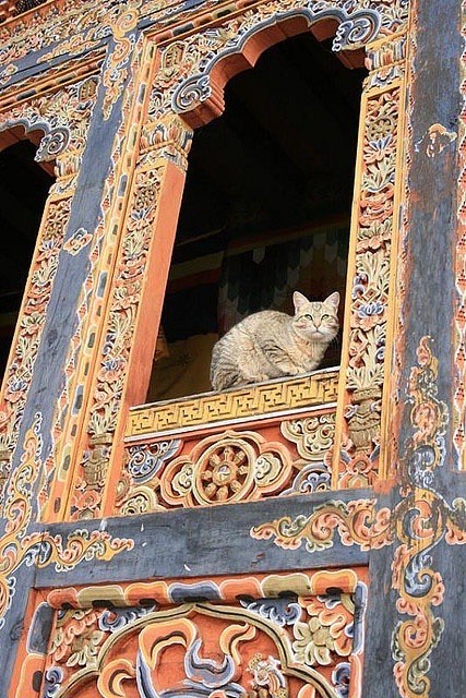 Кошки на развалинах города Помпеи