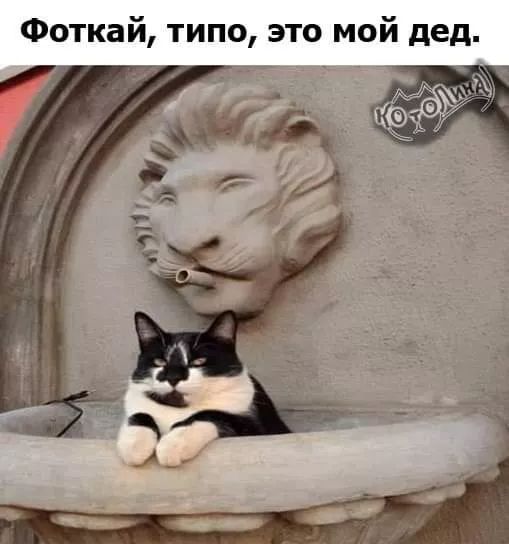 Весёлые картинки