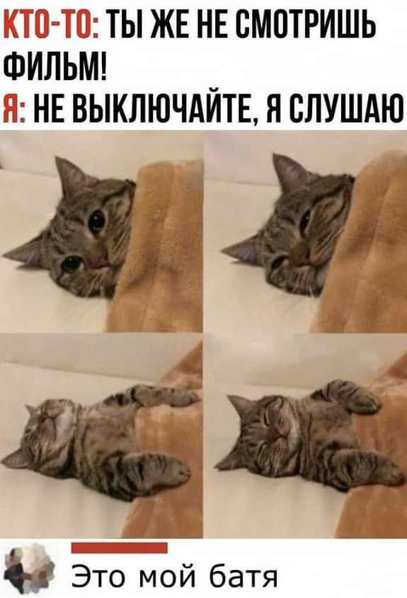 К котовторнику: подборка картинок-баянов с котиками и про котиков. Выпуск 2.
