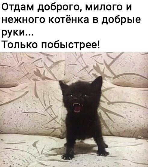 К котовторнику: подборка картинок-баянов с котиками и про котиков. Выпуск 13