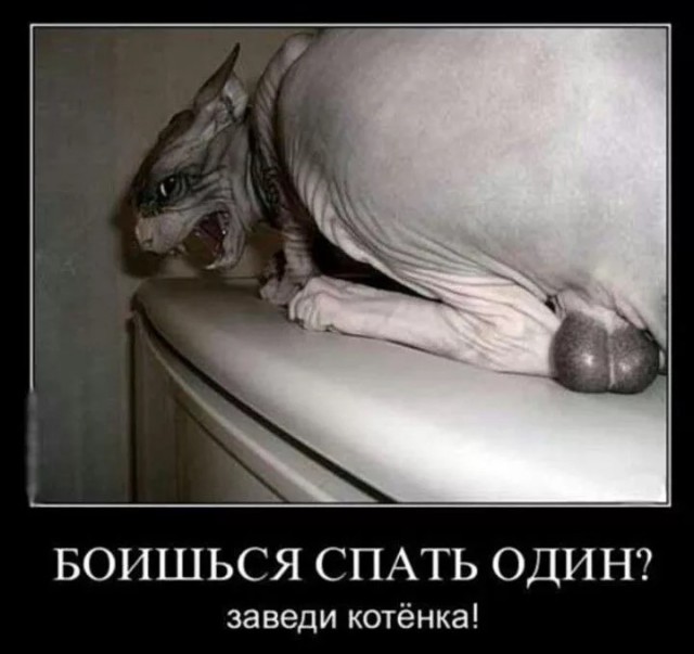 К котовторнику: подборка картинок-баянов с котиками и про котиков. Выпуск 20.