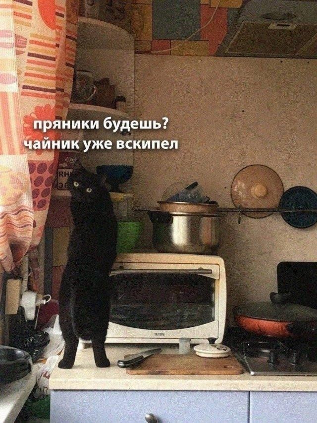 Веселые картинки в понедельник (03.08)