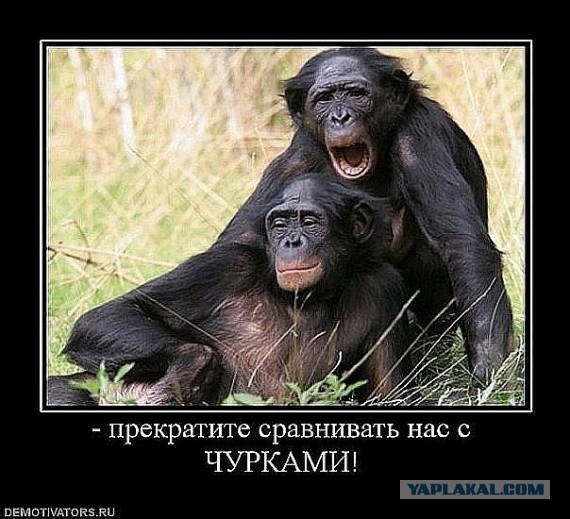 Билайн закрыл все офисы в Чечне