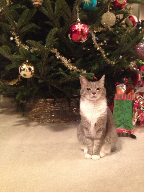 Котовторник   31.12.  2013