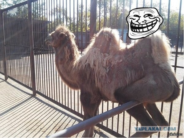 Смешные картинки