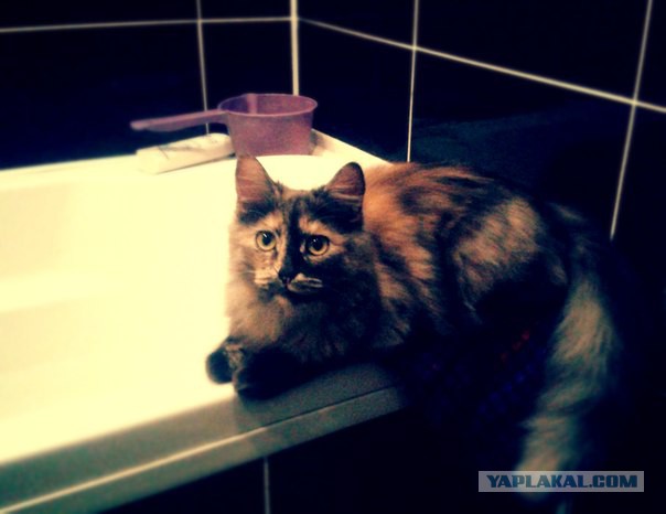 Котовторник 07 04 2015