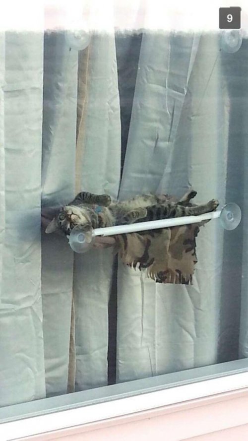 Котовторник 28.07.2015