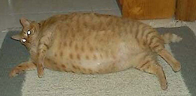 Коты, кошки, котята